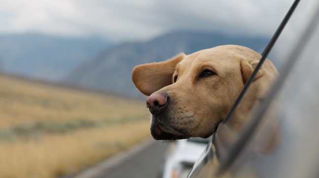 Road trip - dog